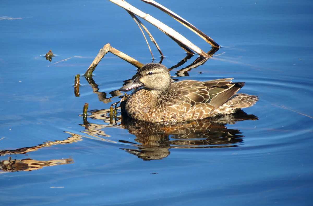 Blue-winged Teal - Carl Engstrom
