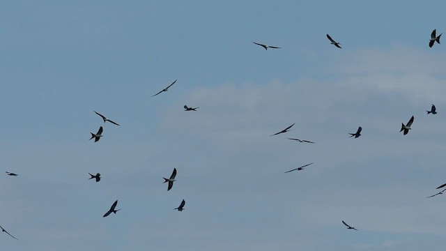 Swallow-tailed Kite - ML359828061