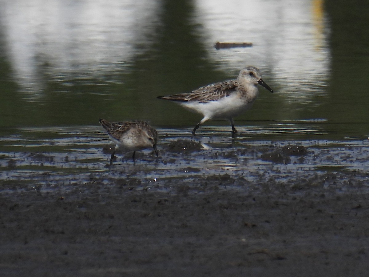 Sanderling - Patricia and Richard Williams