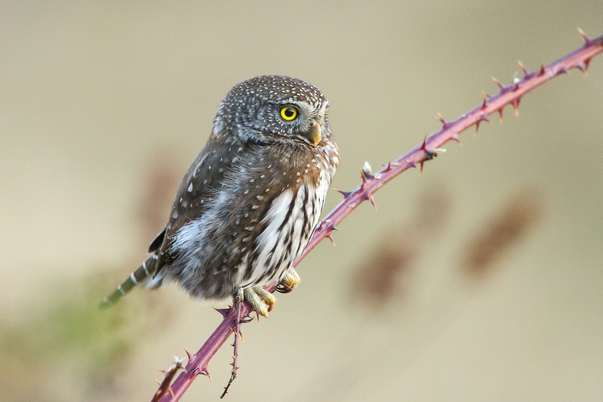 Northern Pygmy-Owl - ML359828651