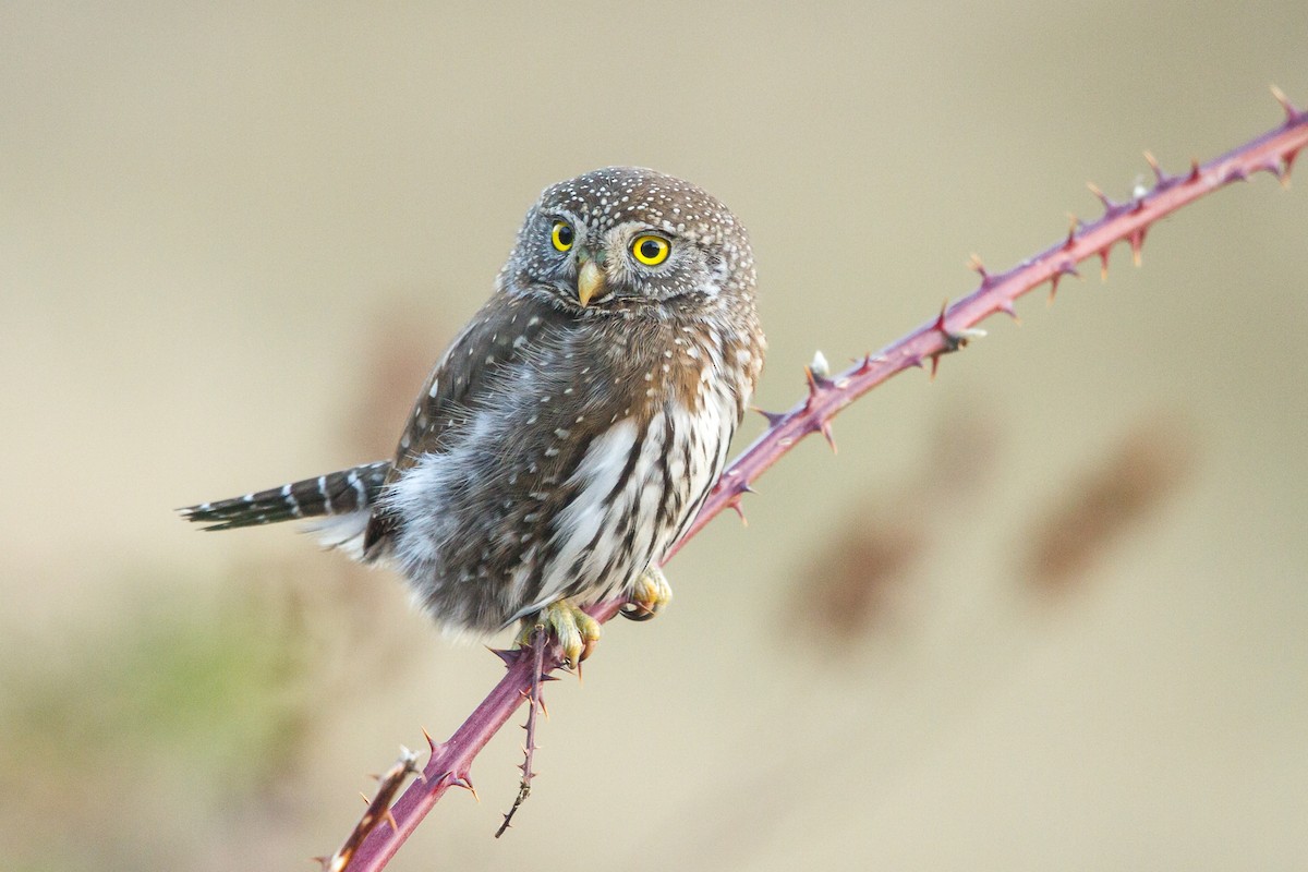 Northern Pygmy-Owl - Ilya Povalyaev