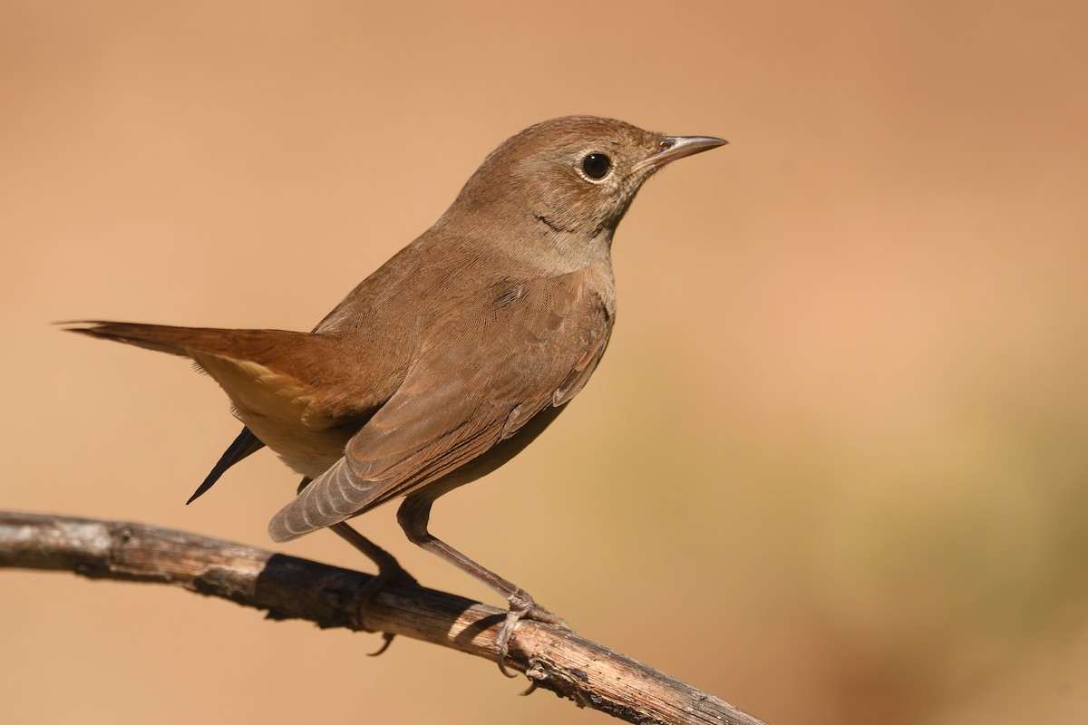 Common Nightingale - Santiago Caballero Carrera