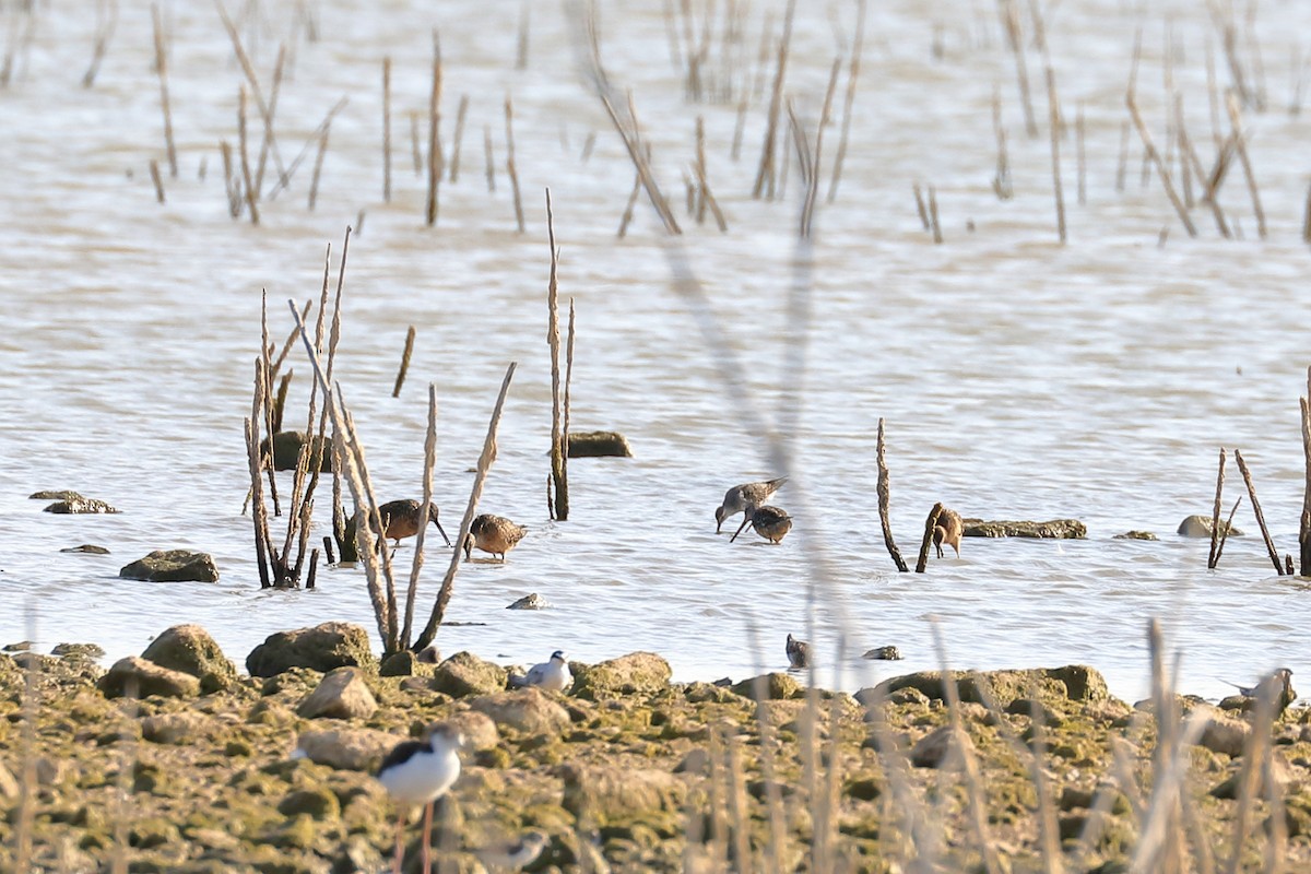Long-billed Dowitcher - ML359834611