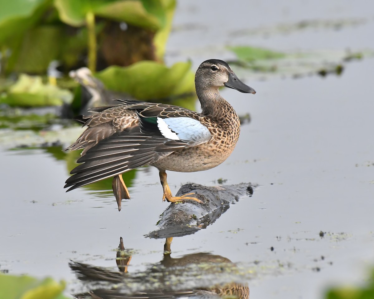 Blue-winged Teal - ML359837881