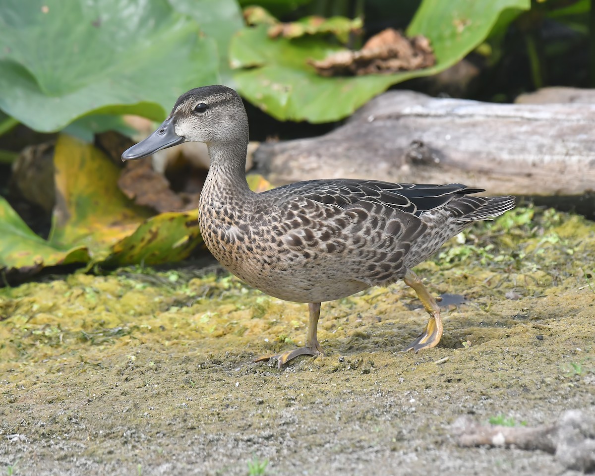 Blue-winged Teal - ML359837911