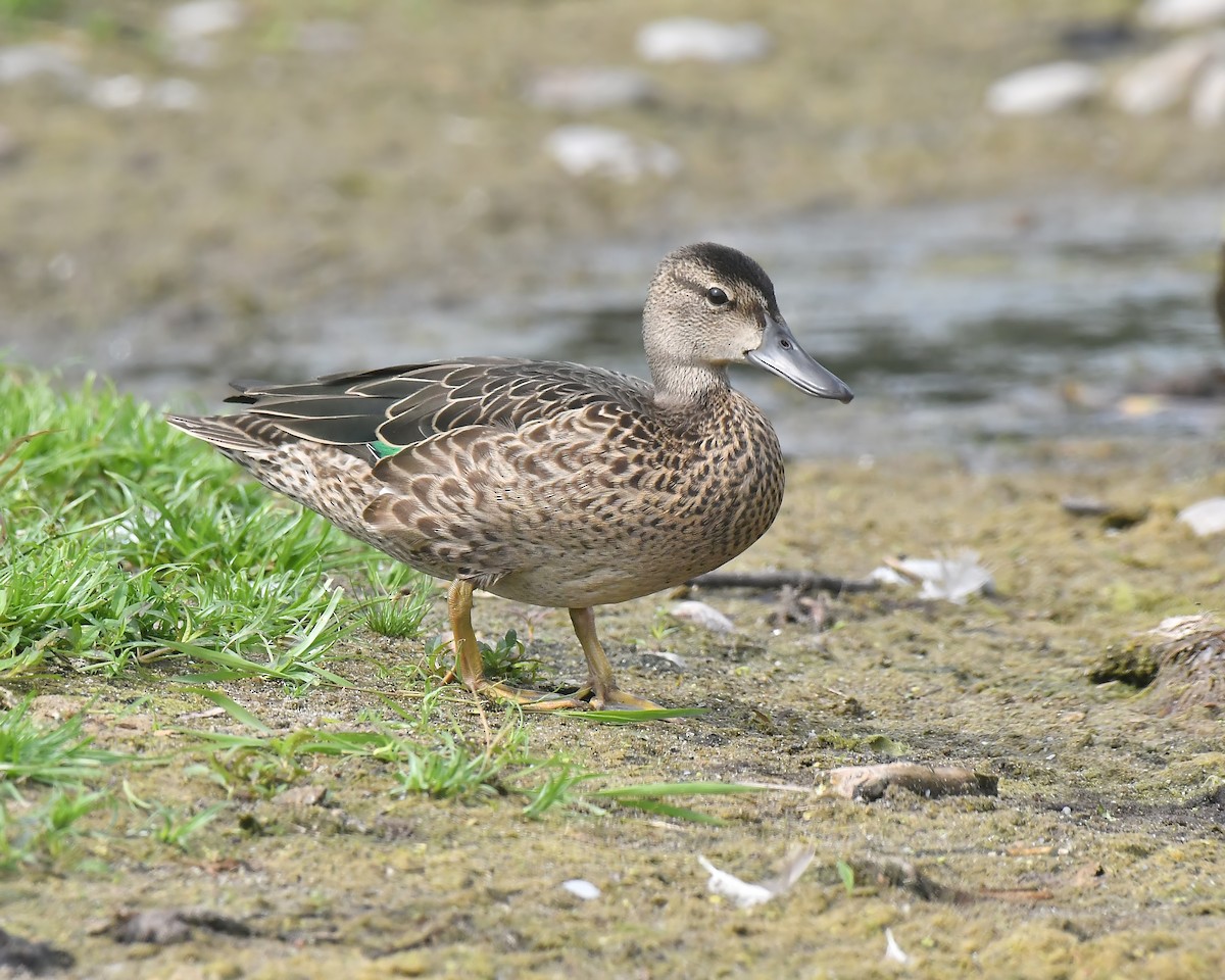 Blue-winged Teal - ML359837941