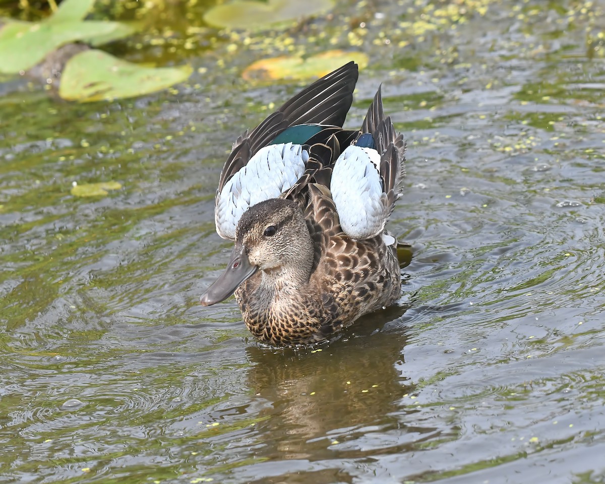 Blue-winged Teal - ML359838231