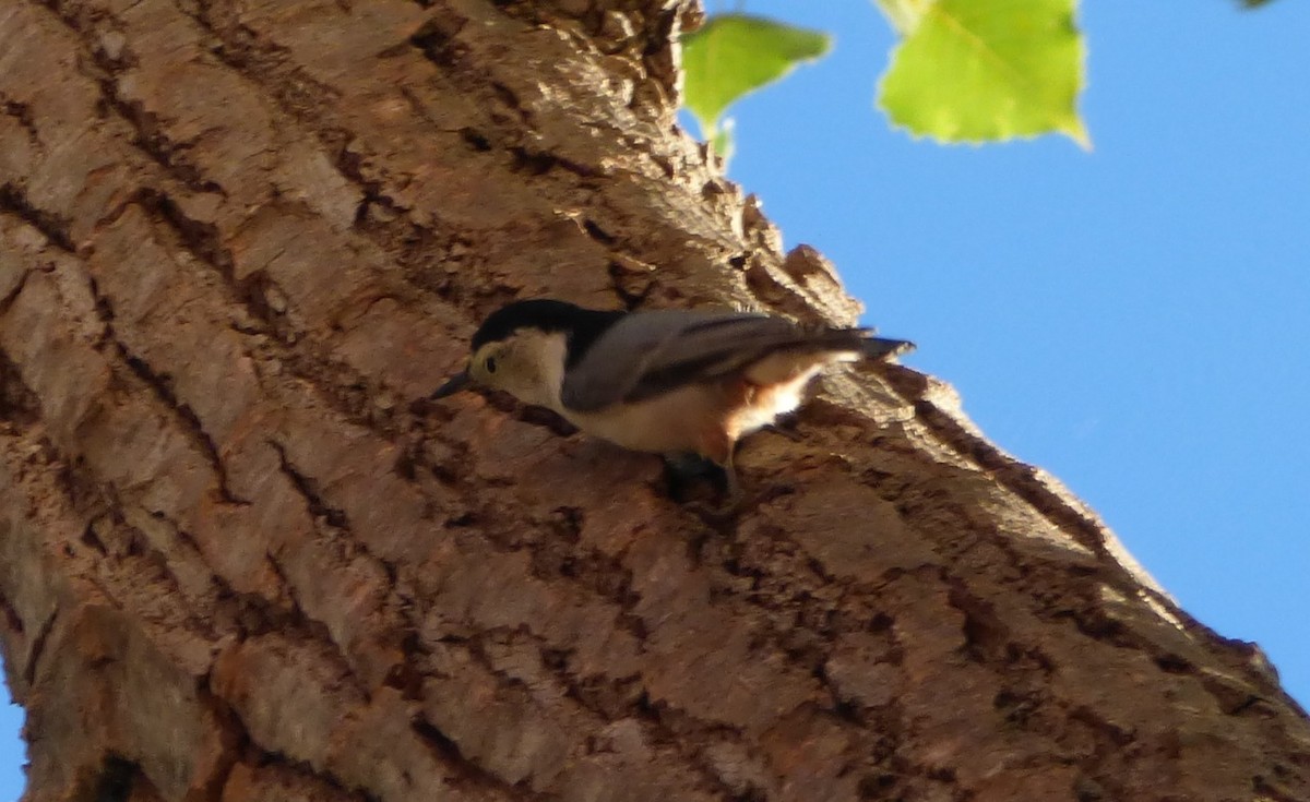 White-breasted Nuthatch - ML35984121