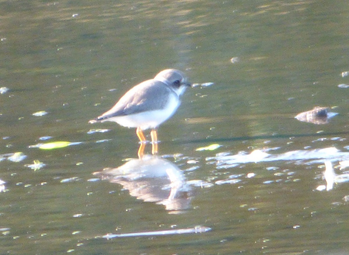 Semipalmated Plover - ML35984241