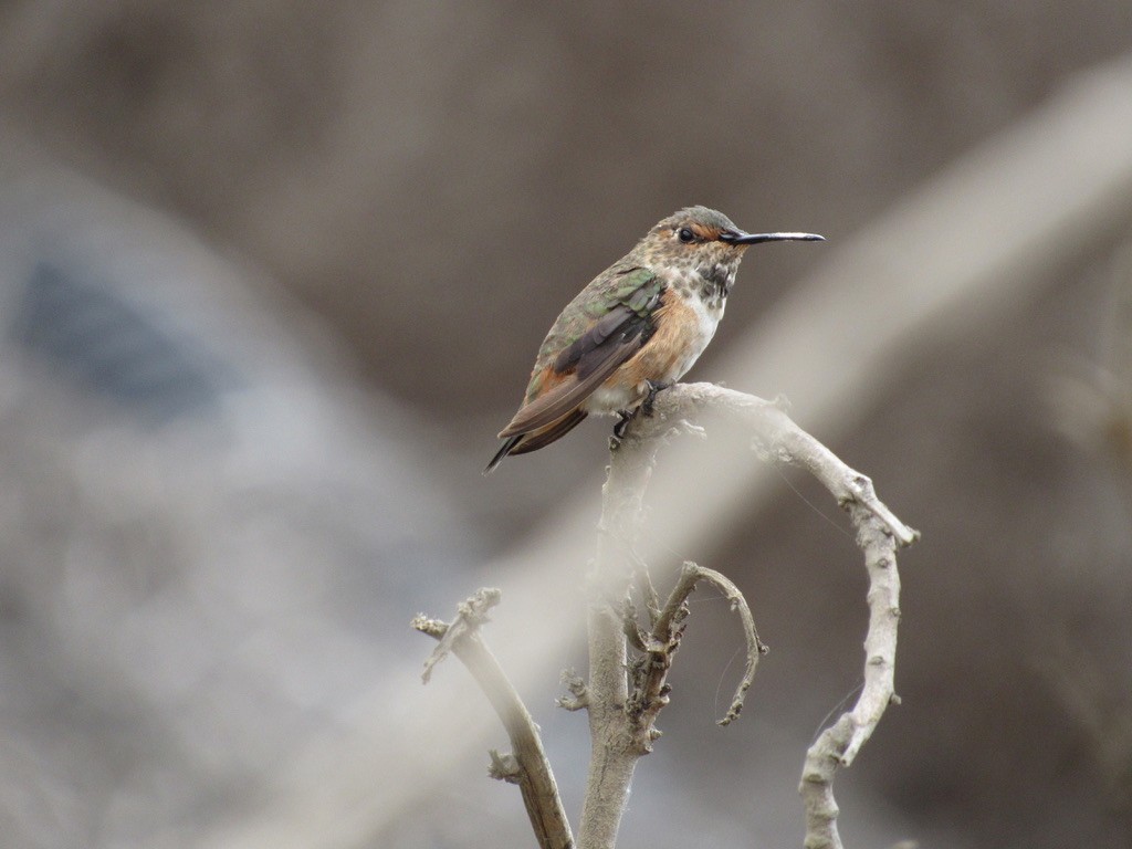 Allen's Hummingbird - ML359842971