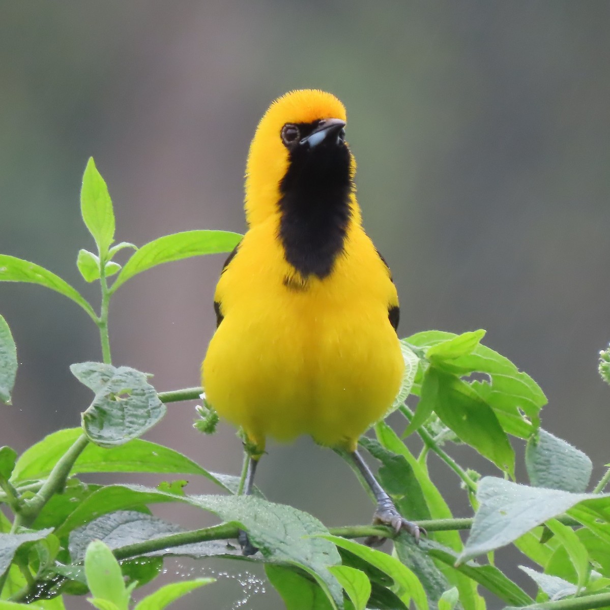 Yellow-tailed Oriole - ML359848061
