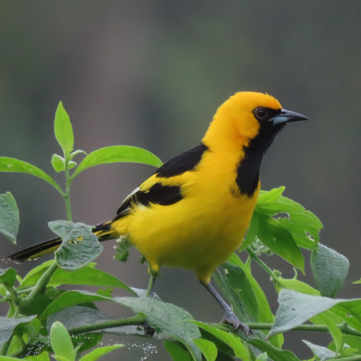 Yellow-tailed Oriole - ML359848071