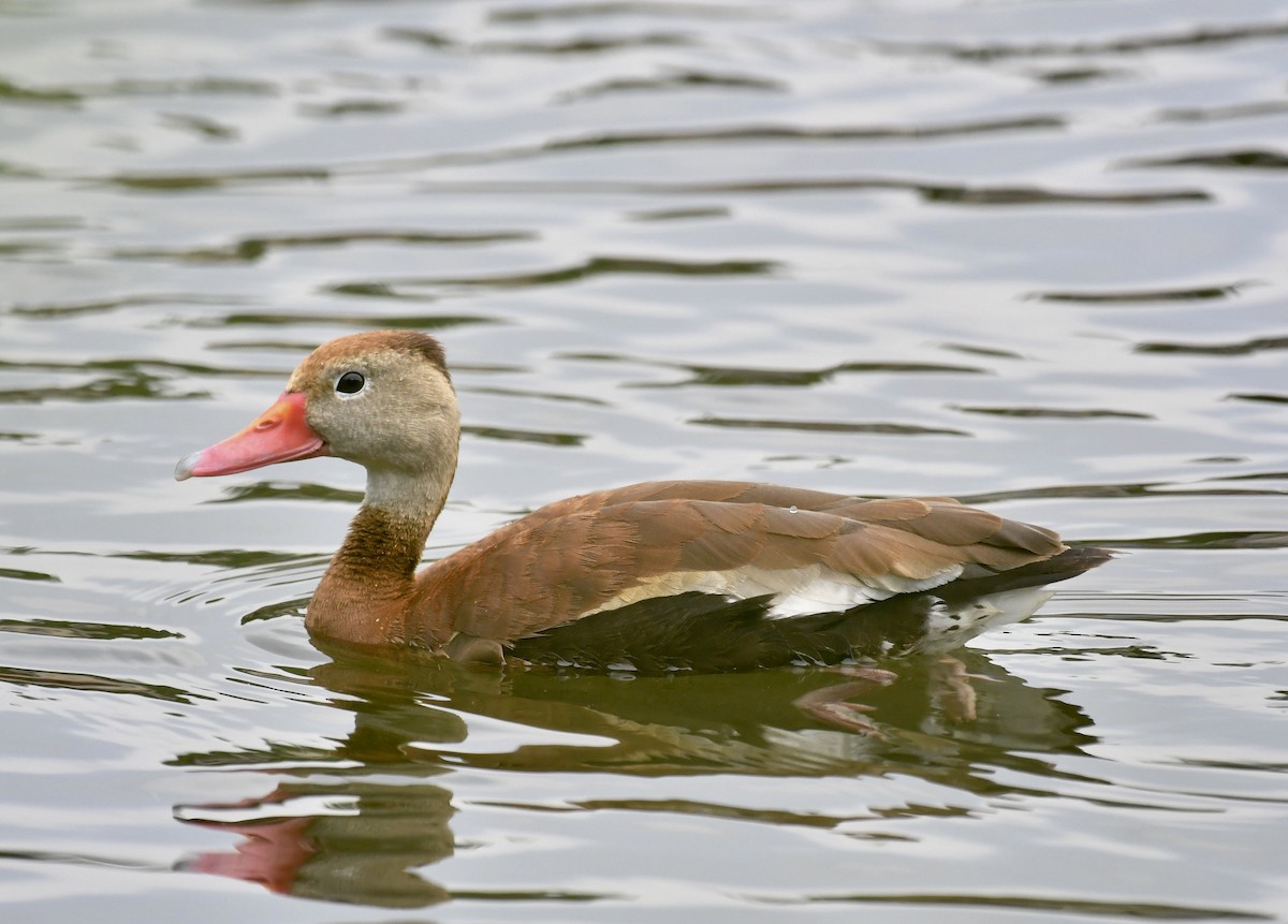 Black-bellied Whistling-Duck - Sue Palmer