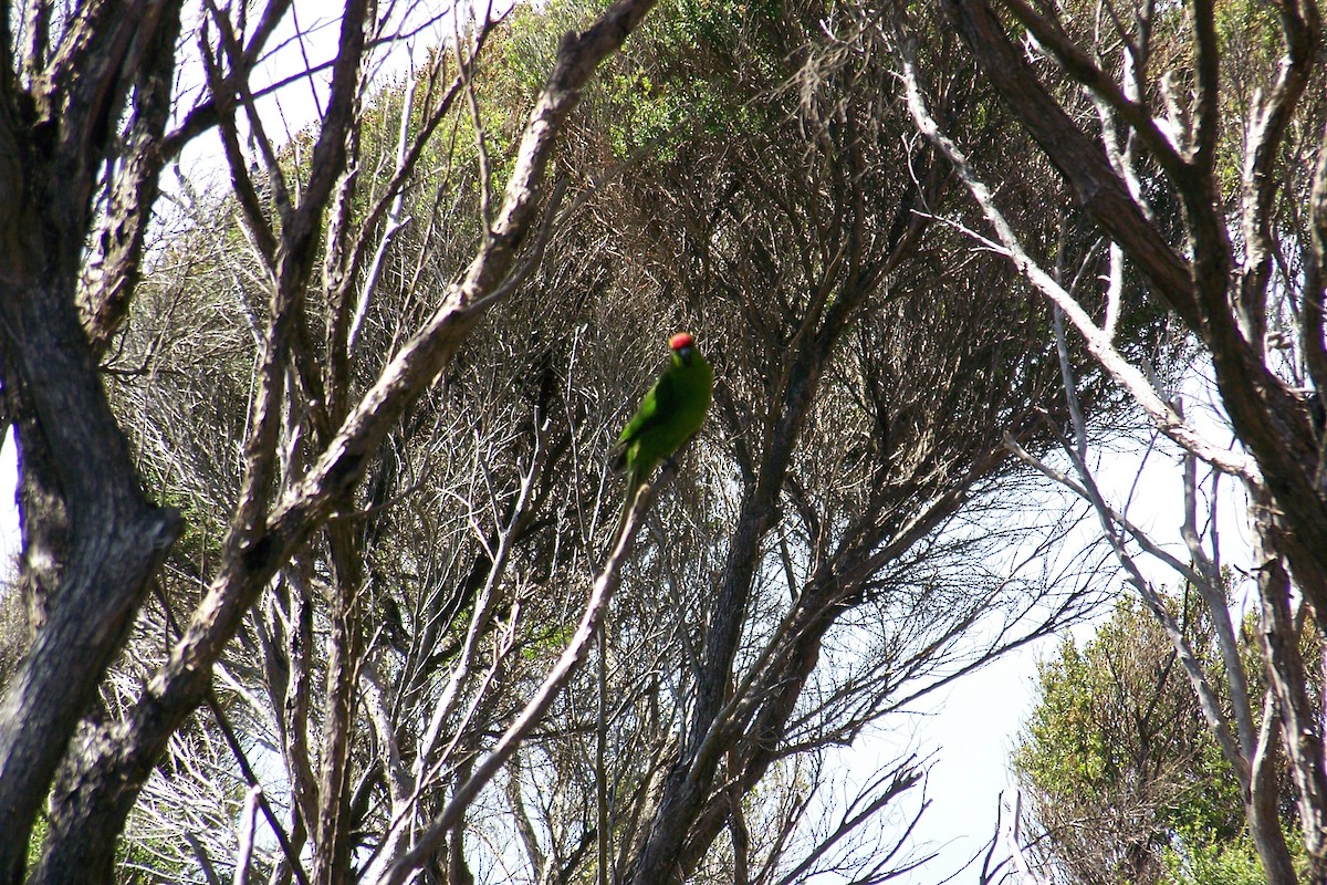 Red-crowned Parakeet - ML35986161