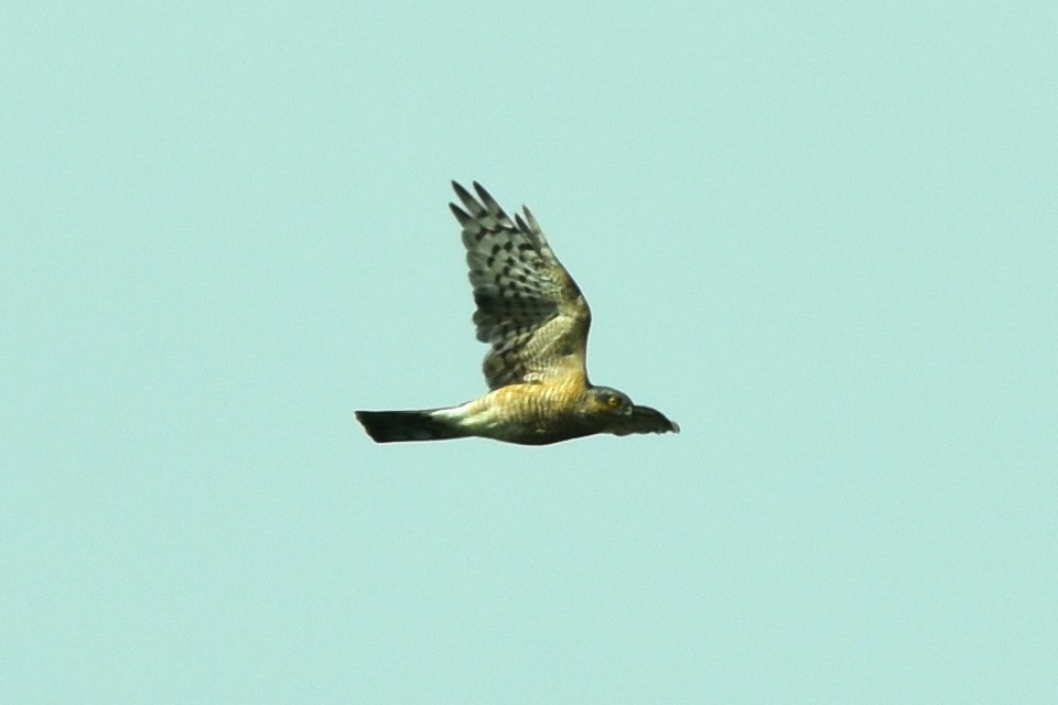 Eurasian Sparrowhawk - ML359870431