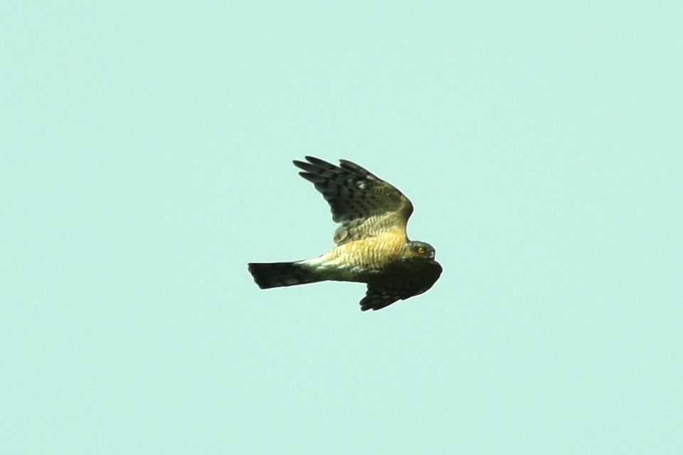 Eurasian Sparrowhawk - ML359870461