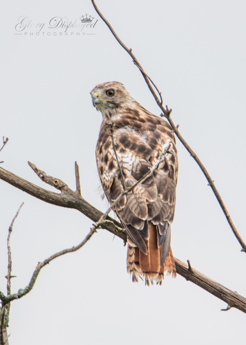 Red-tailed Hawk - ML359881471