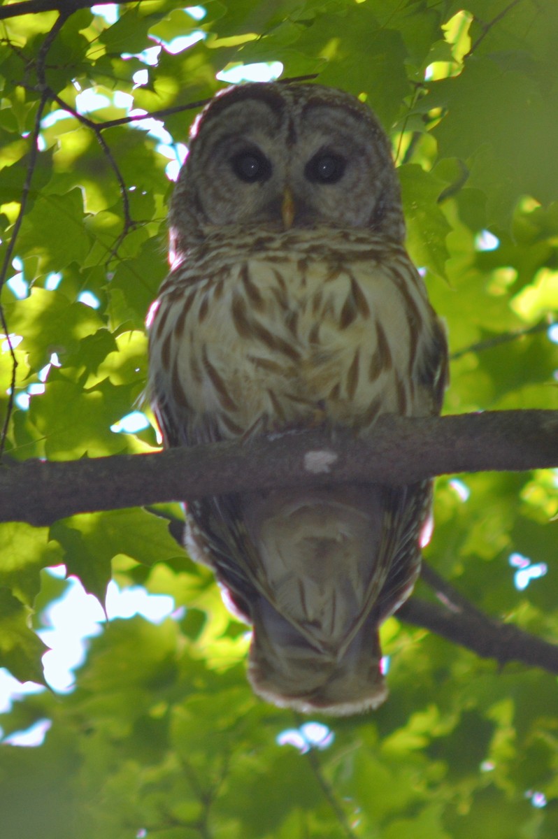 Barred Owl - Mike Francis