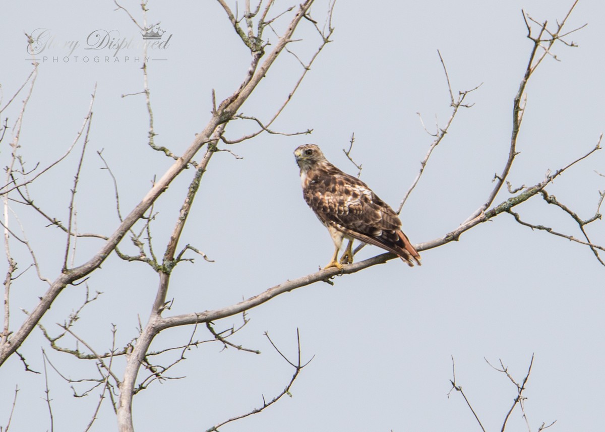Red-tailed Hawk - ML359888631