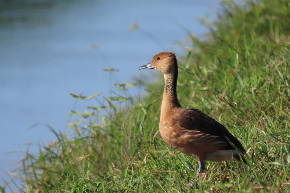Fulvous Whistling-Duck - ML359891061