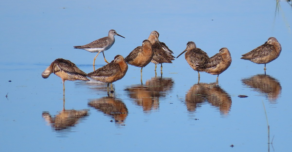 Long-billed Dowitcher - ML359891621