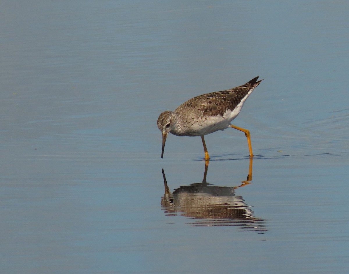 Lesser Yellowlegs - Susan Young