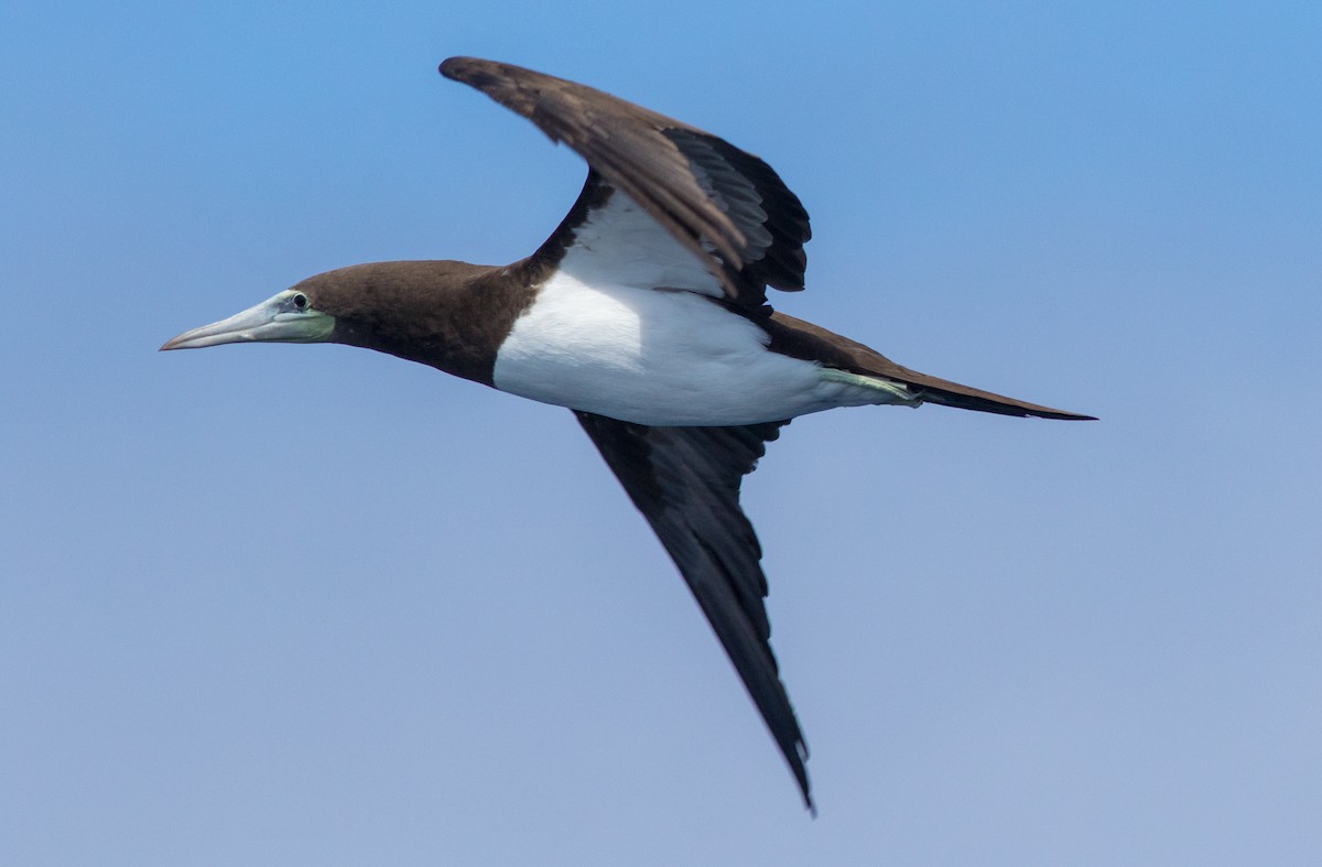 Brown Booby (Brewster's) - ML359894381