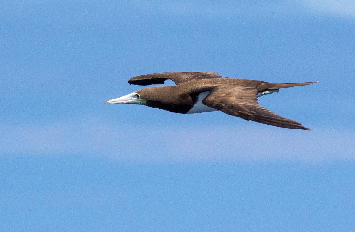 Brown Booby (Brewster's) - ML359894391