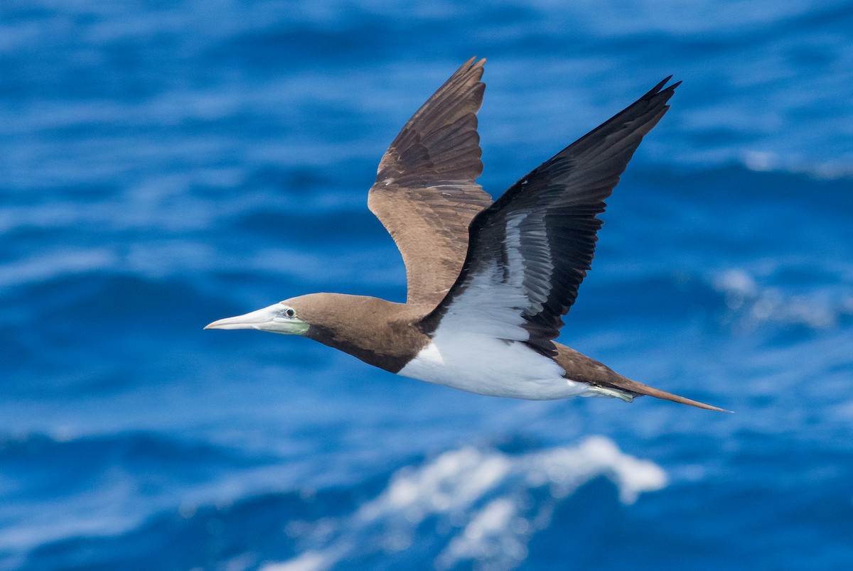 Brown Booby (Brewster's) - ML359894421