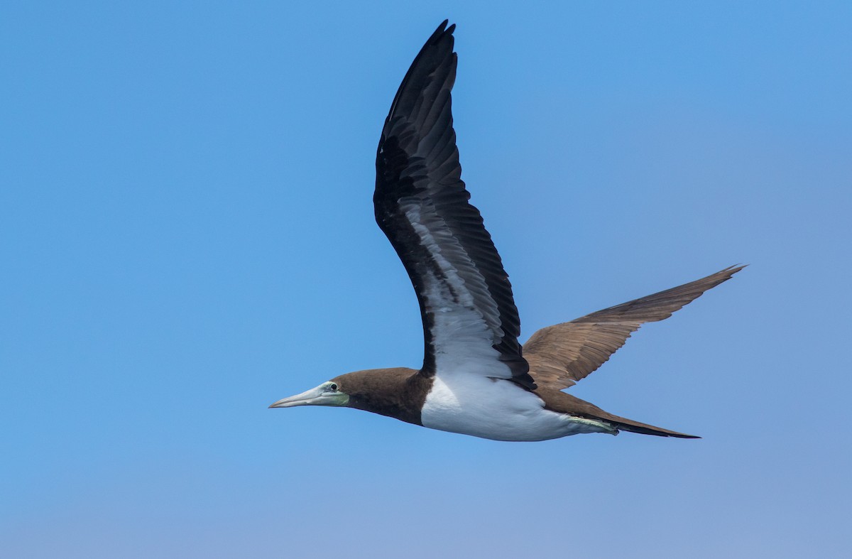 Brown Booby (Brewster's) - ML359894451