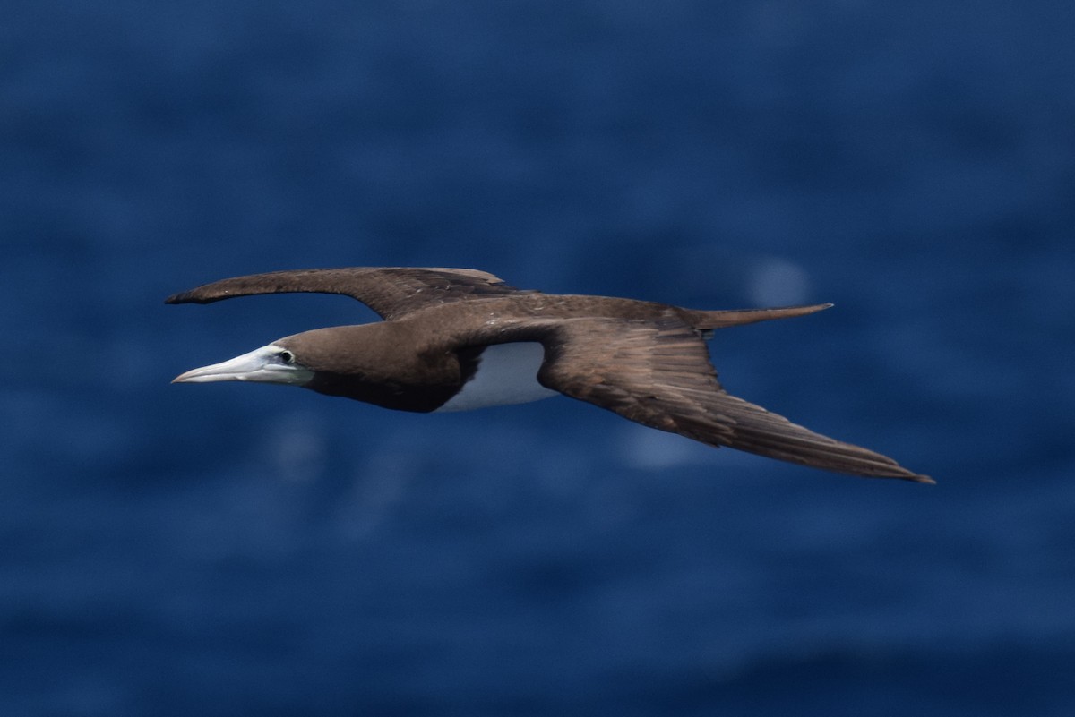 Brown Booby - ML359897541