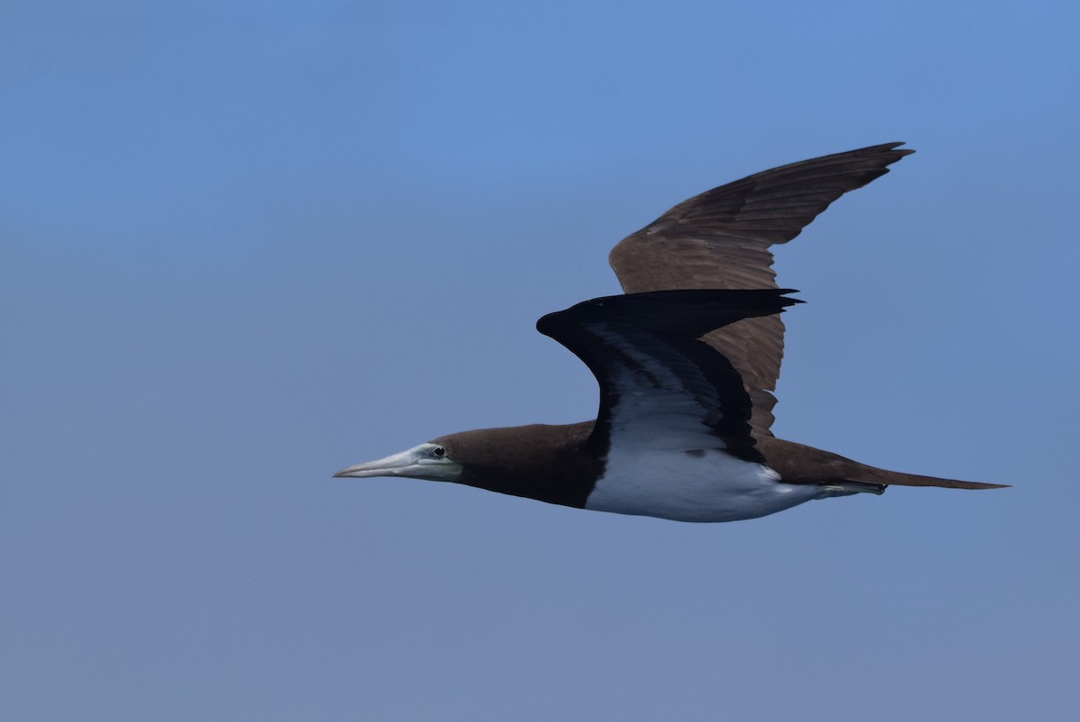 Brown Booby - ML359897551