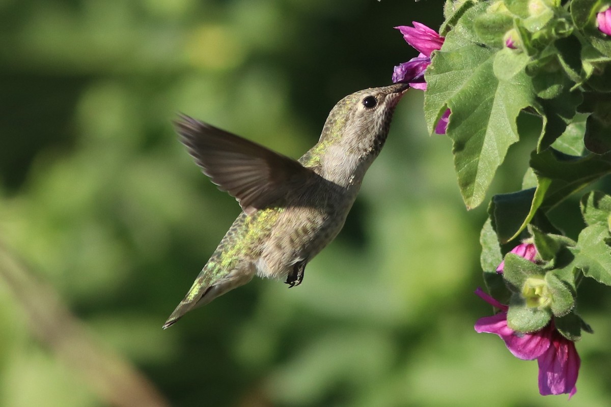Anna's Hummingbird - ML359898411