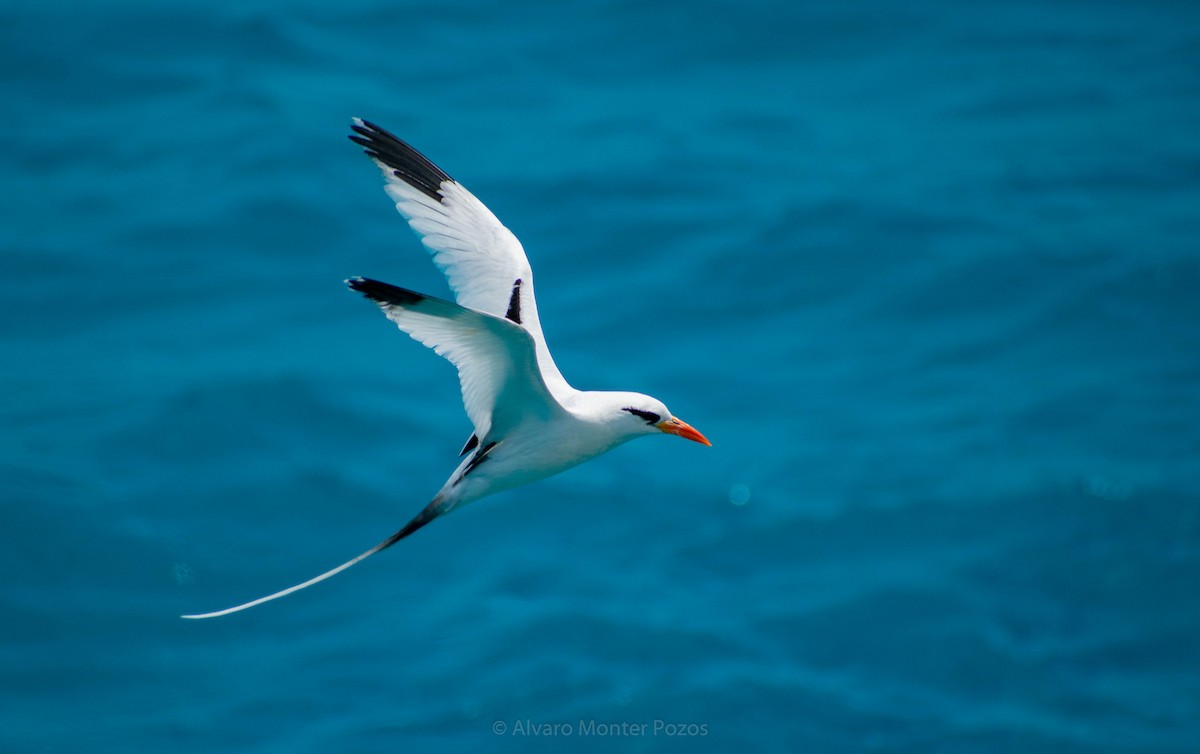 White-tailed Tropicbird - Alvaro  Monter Pozos