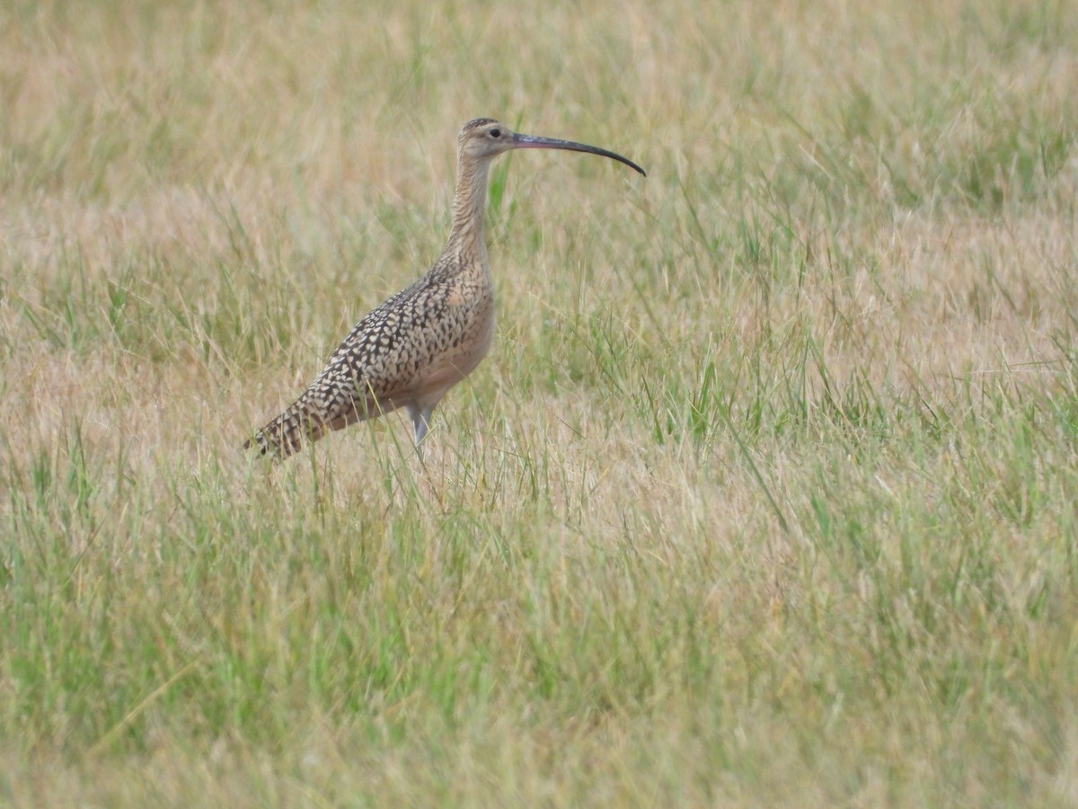 Long-billed Curlew - ML359902051