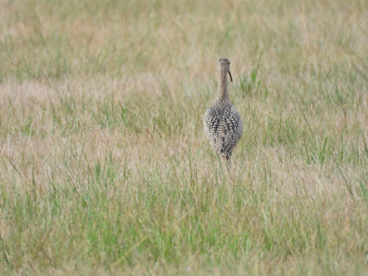 Long-billed Curlew - ML359902091