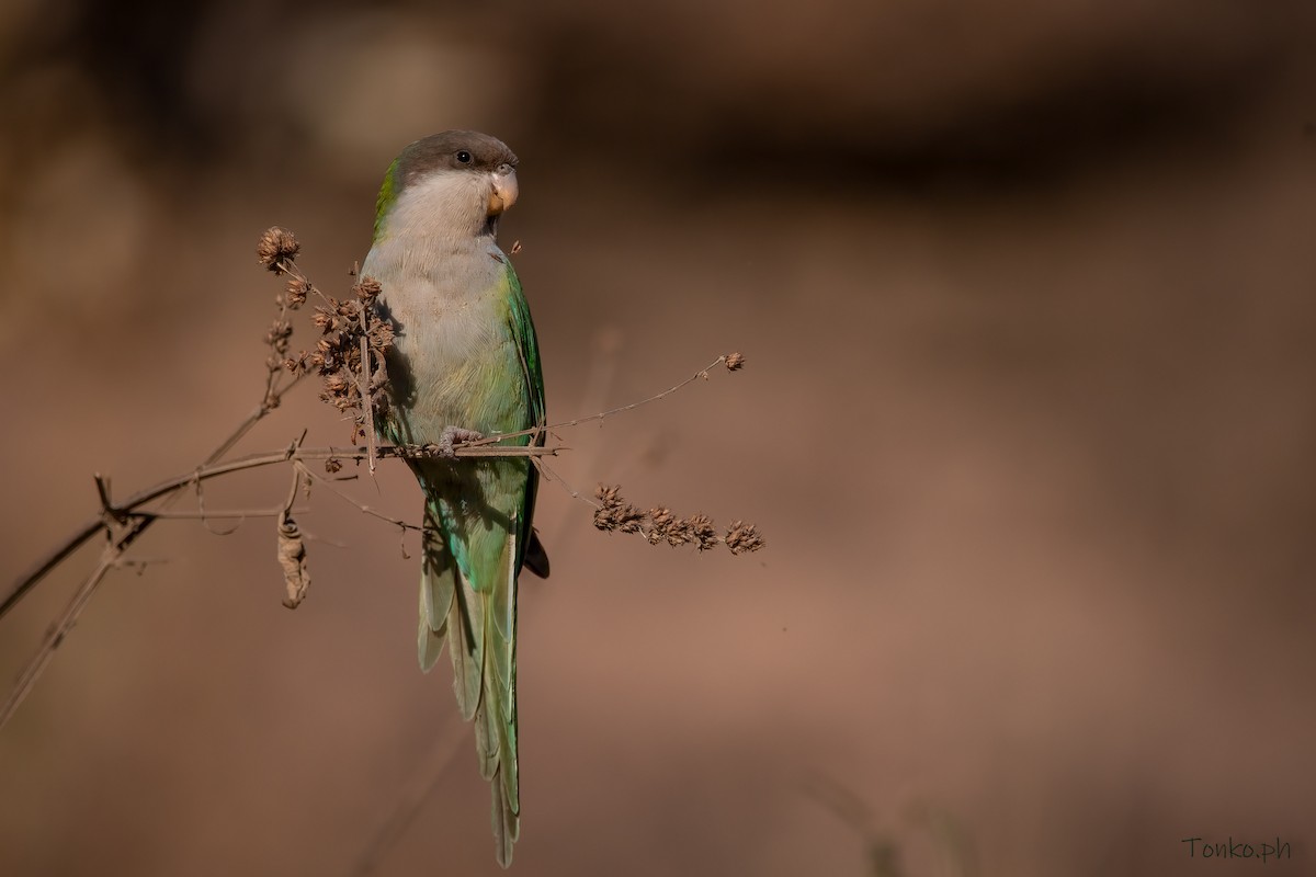 Gray-hooded Parakeet - Carlos Maure