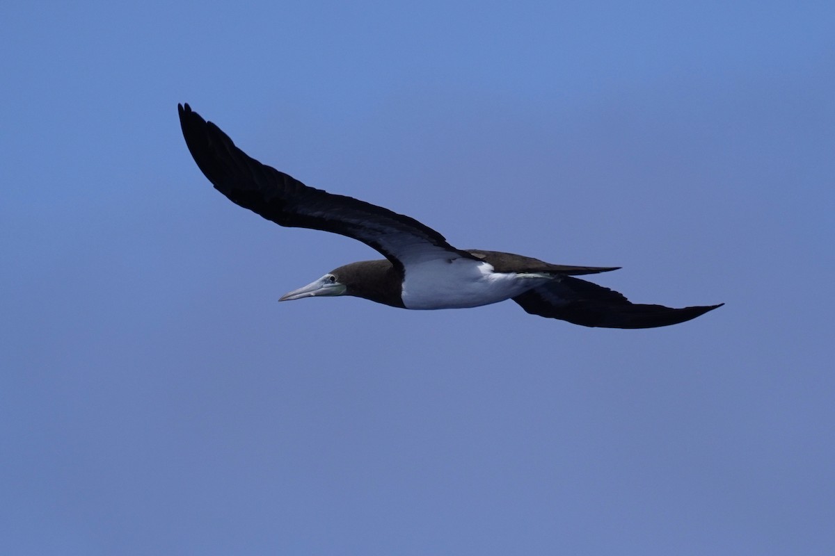 Brown Booby - ML359905491