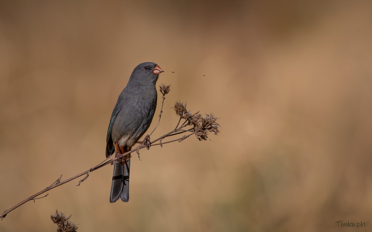 Plain-colored Seedeater - ML359908091