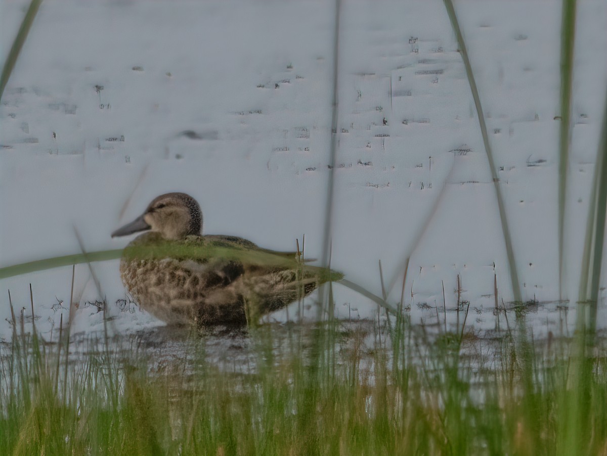 Blue-winged Teal - ML359912361