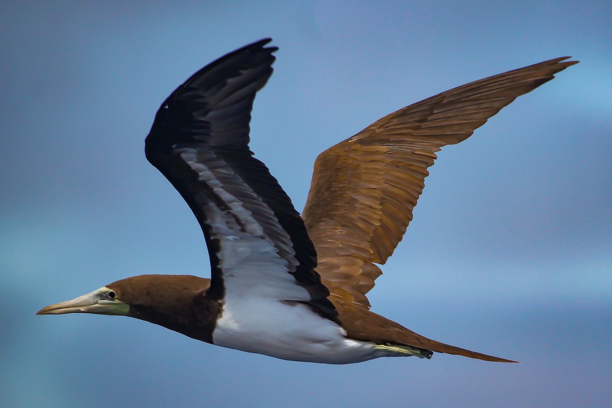 Brown Booby - ML359913451