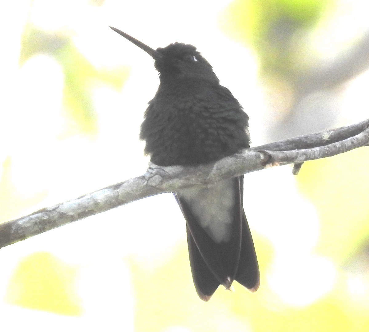 kolibřík tmavozelený - ML359917461