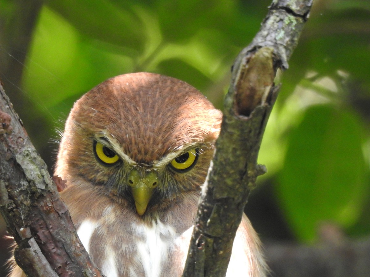 Ferruginous Pygmy-Owl - Robert Lambeck