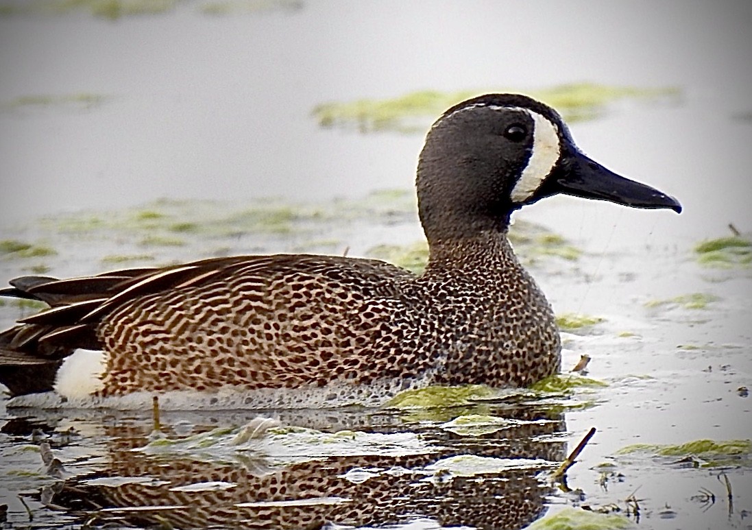 Blue-winged Teal - ML359919521
