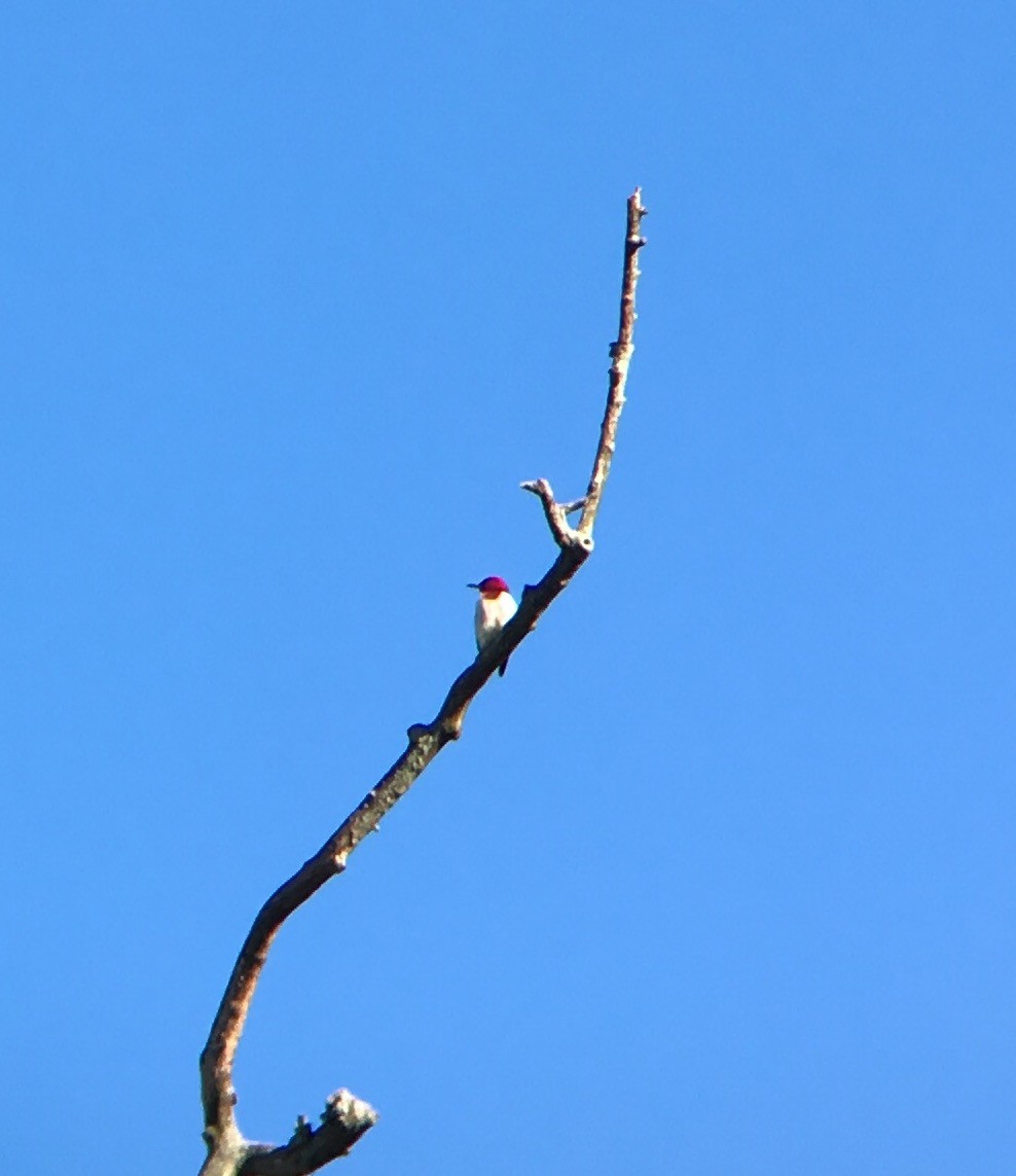 Red-headed Woodpecker - Noah Bers