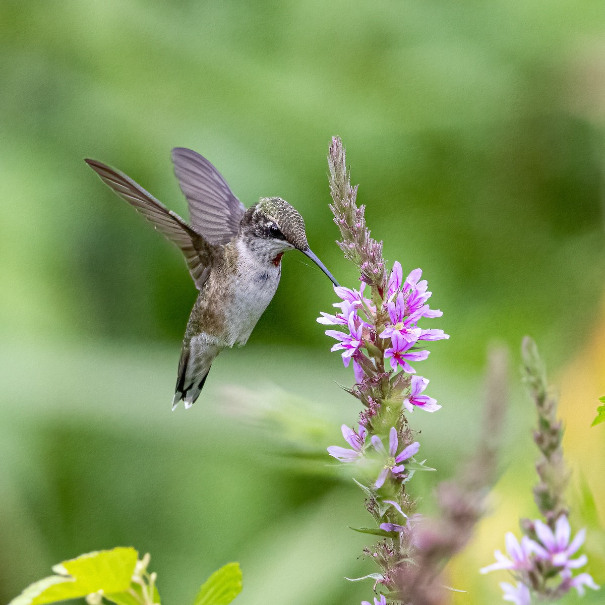 Ruby-throated Hummingbird - Richard Freeman