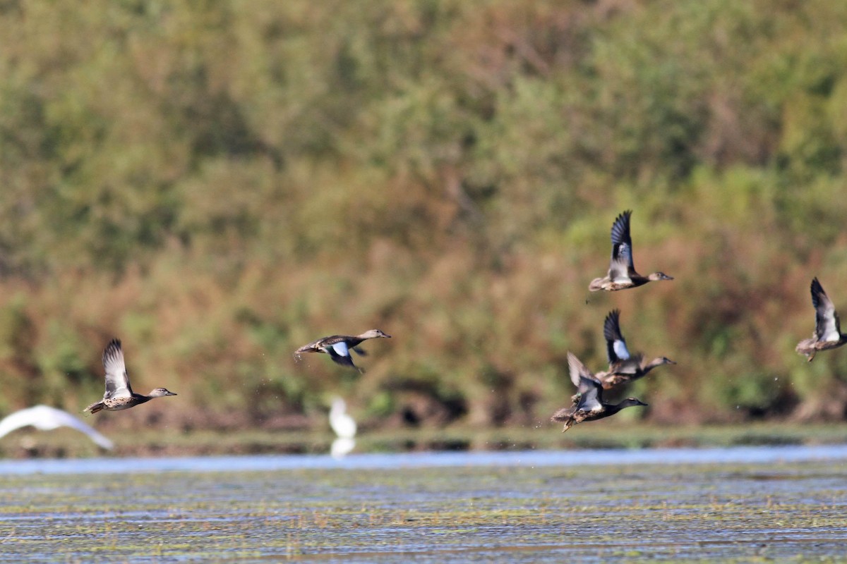 Blue-winged Teal - ML35993701
