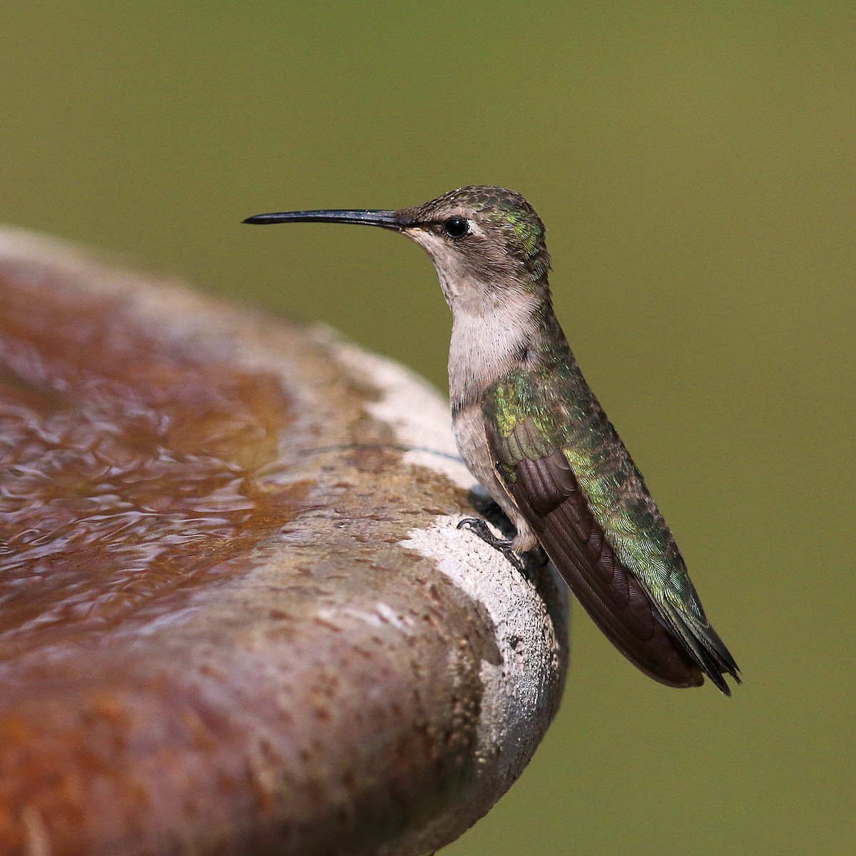 Black-chinned Hummingbird - Jonathan Dowell