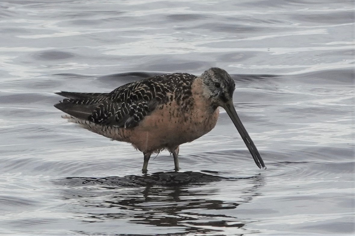 Long-billed Dowitcher - ML359949321