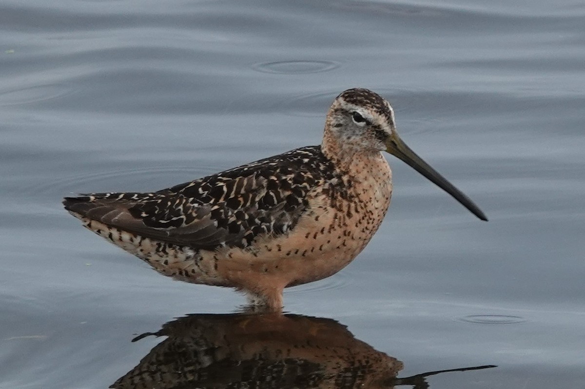 Long-billed Dowitcher - ML359949331